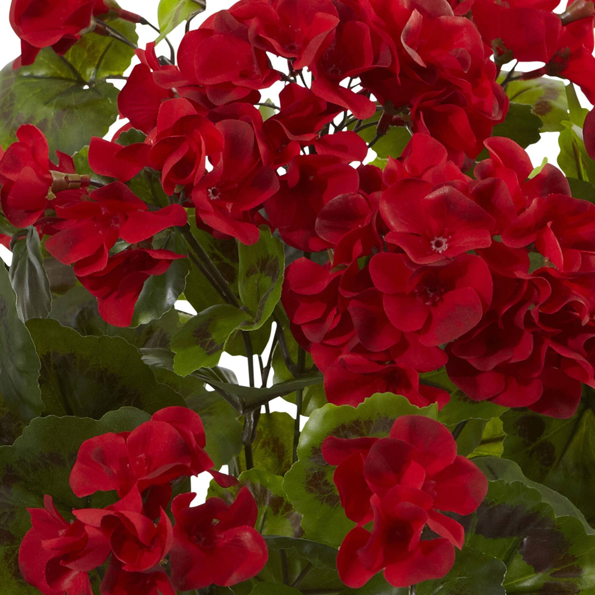 Red Geranium Bush, 3ct.